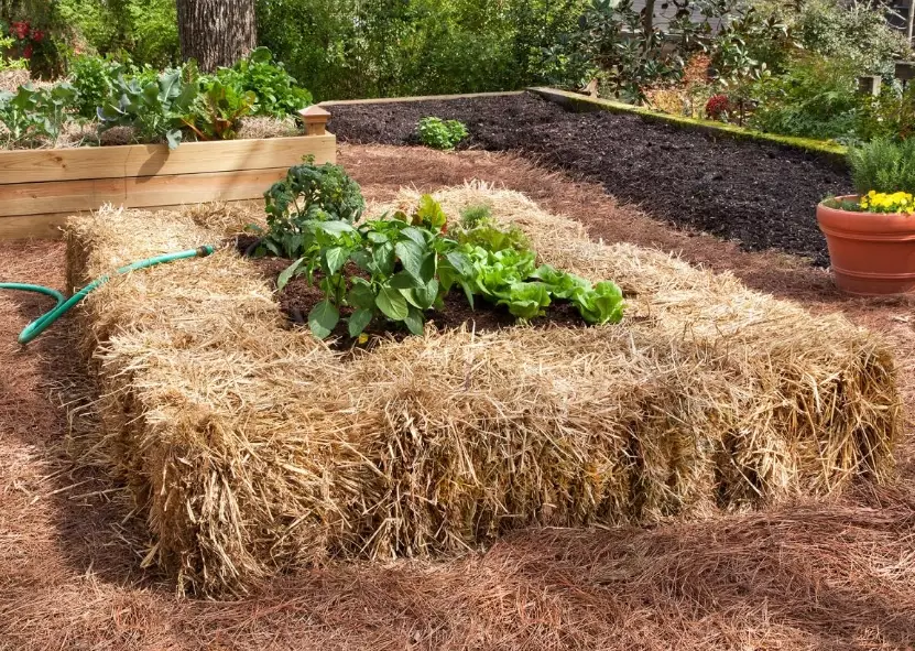 how to start a straw bale garden how to start a straw bale garden