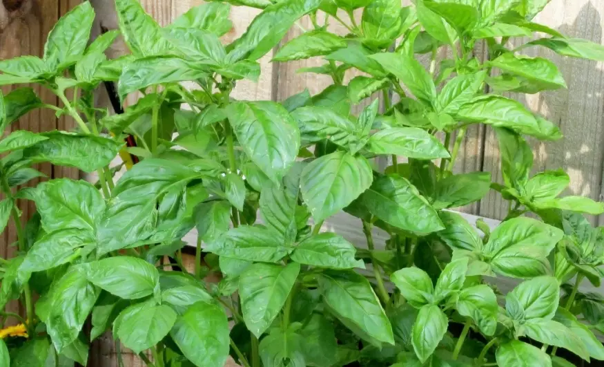 how to grow basil