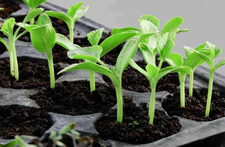 starting seeds indoors