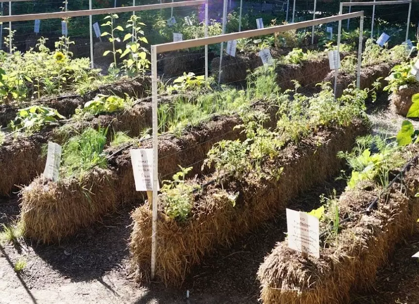how to start a straw bale garden
