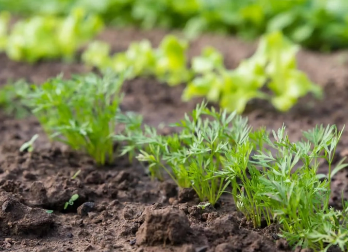 carrot plant identification