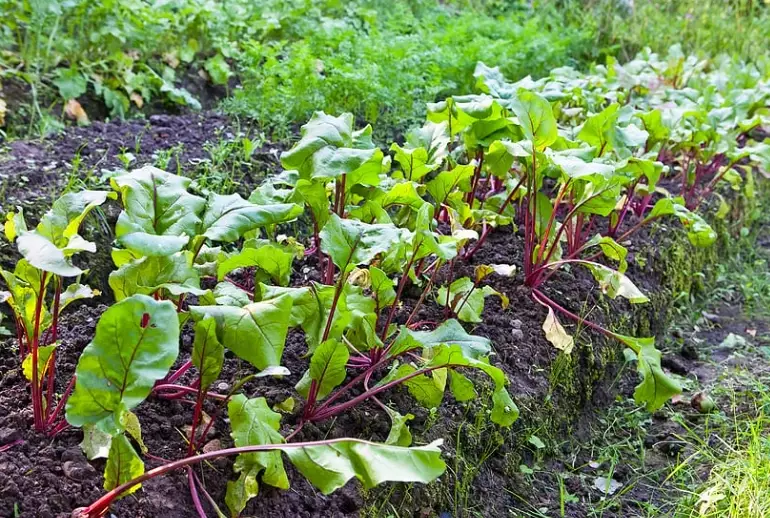 how to grow beets from seed how to grow beets from seed