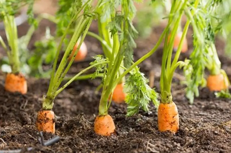 how to grow carrots