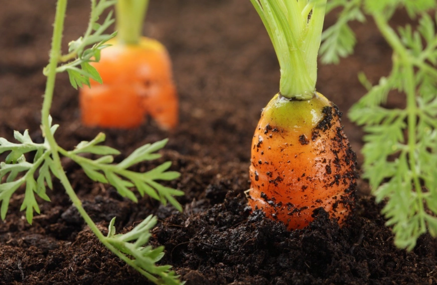 carrot gardening tips