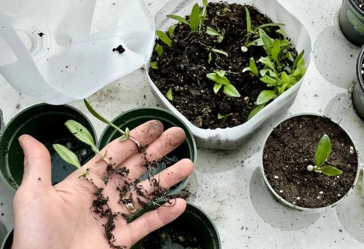 winter sowing method