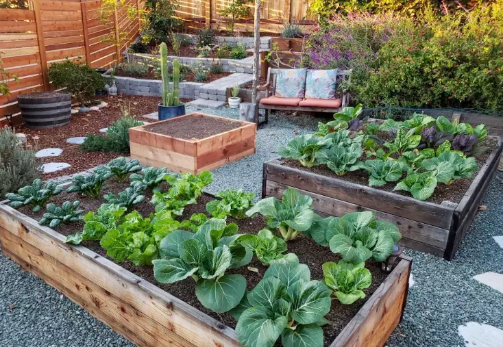 raised bed gardening