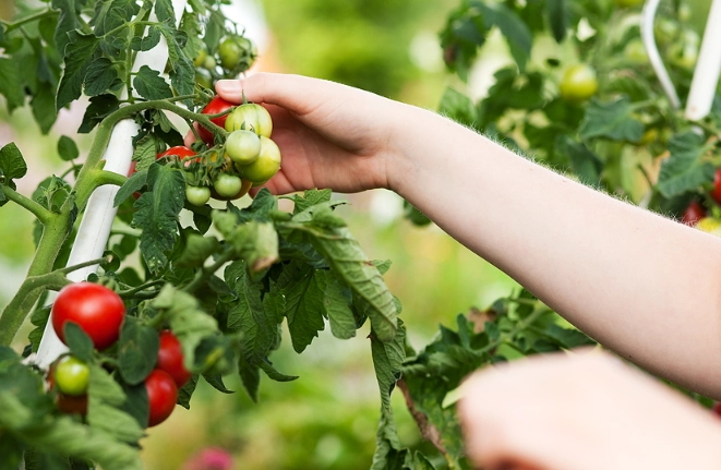 how to tell when tomatoes are ripe how to tell when tomatoes are ripe