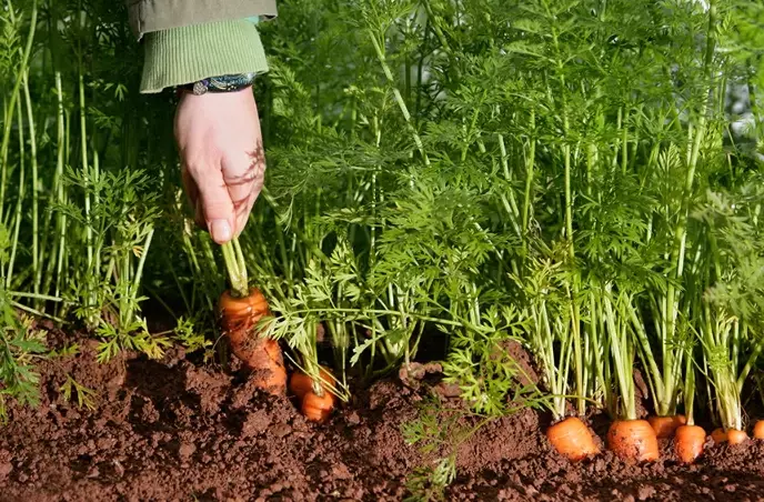 carrot growing tips