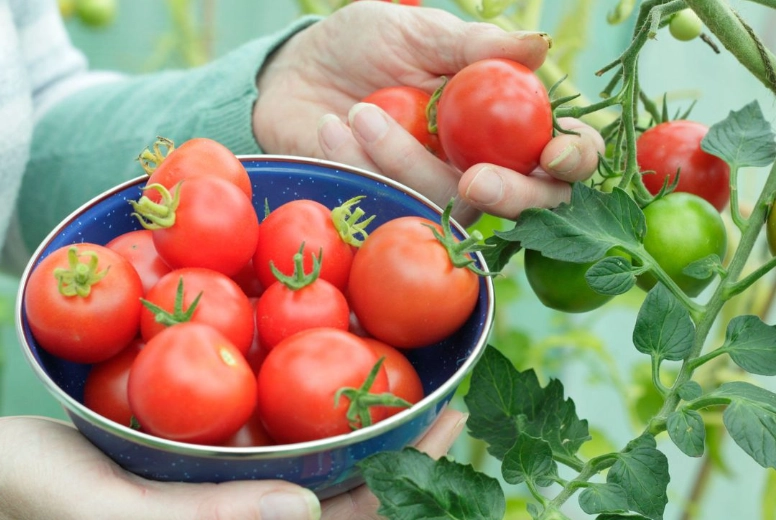 how to tell when tomatoes are ripe how to tell when tomatoes are ripe
