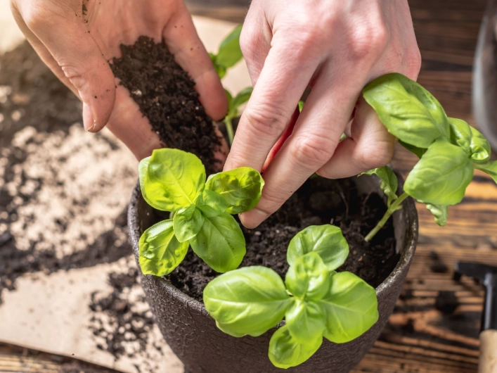 how to care for a basil plant