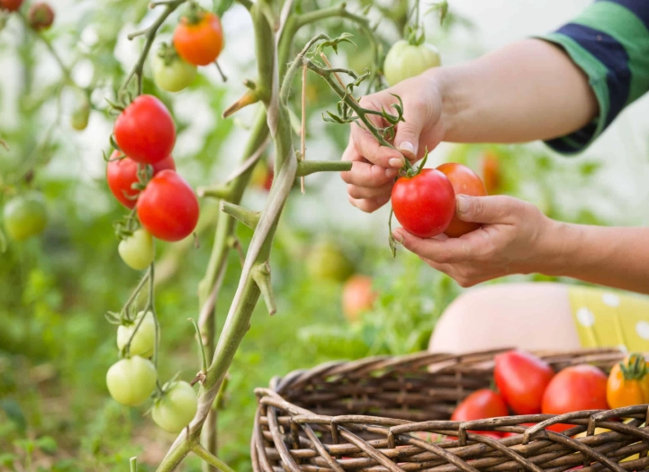 when to harvest tomatoes when to harvest tomatoes