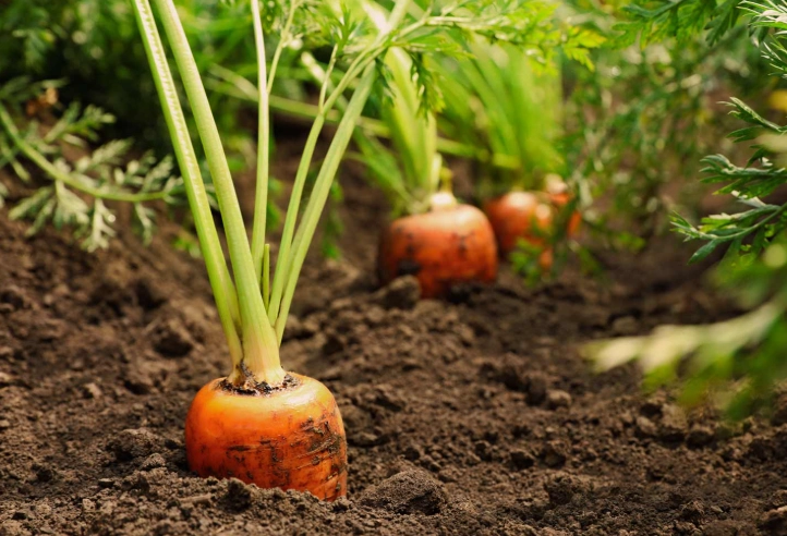 how to grow carrots