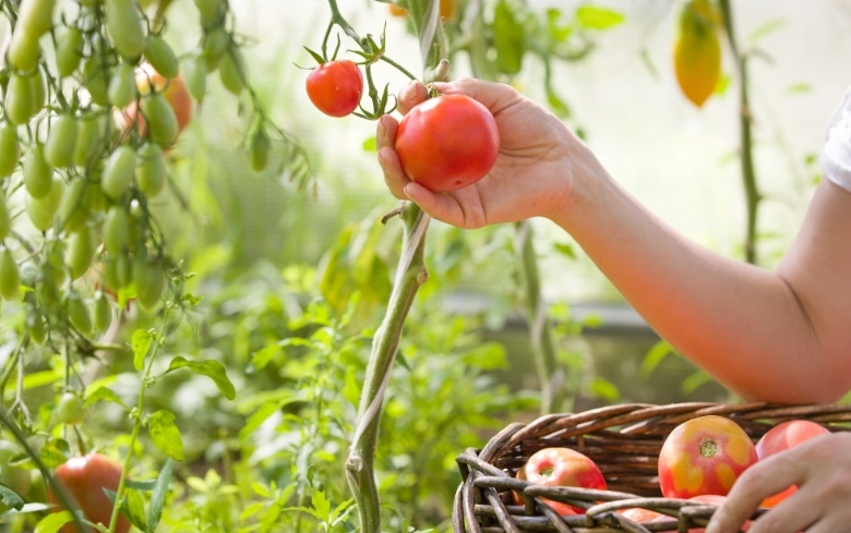tomatoes when to pick tomatoes when to pick