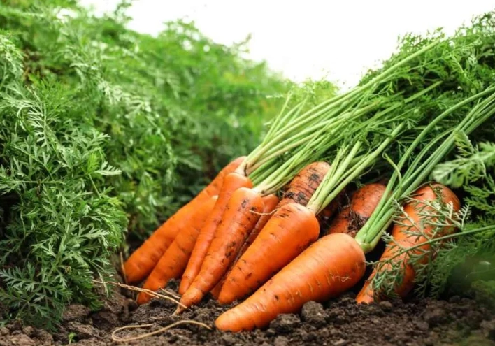 planting carrots planting carrots