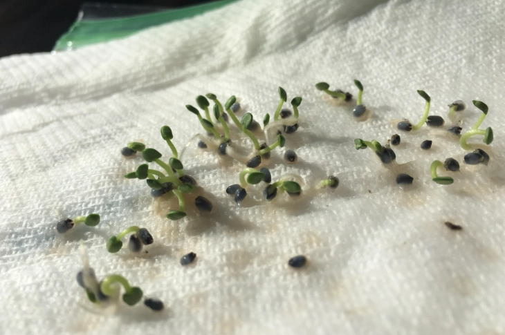 growing basil indoors
