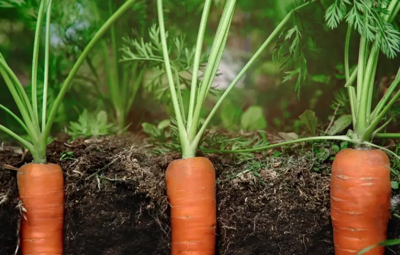 growing carrots growing carrots