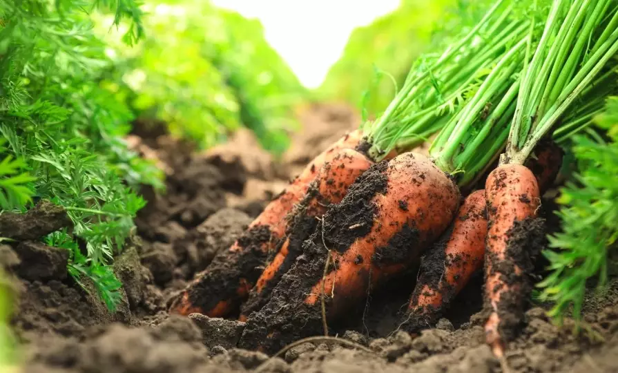 how to grow carrots
