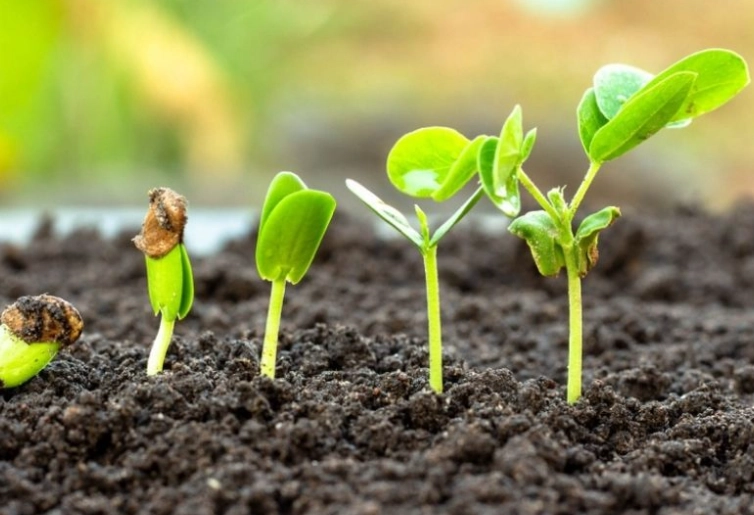 seed germination seed germination