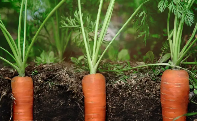 planting carrots