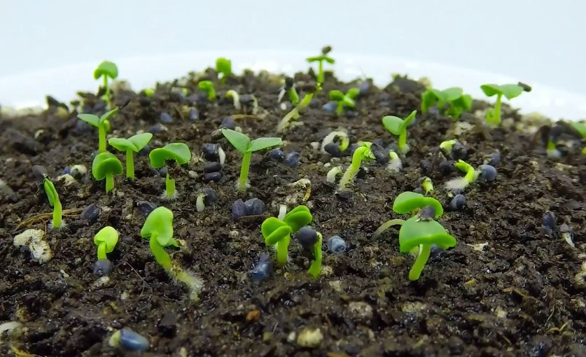 basil plant care tips