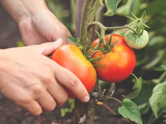 when to harvest tomatoes when to harvest tomatoes