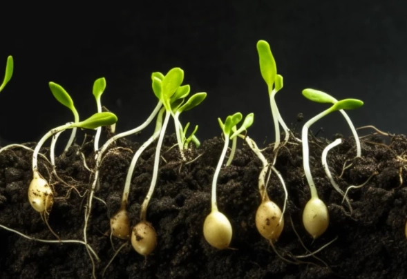 how to germinate seeds how to germinate seeds