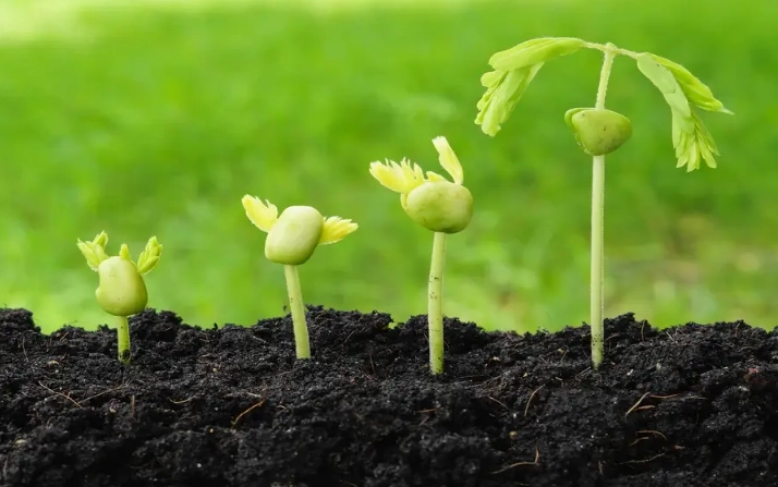 seed germination seed germination