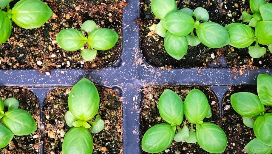 how to care for a basil plant