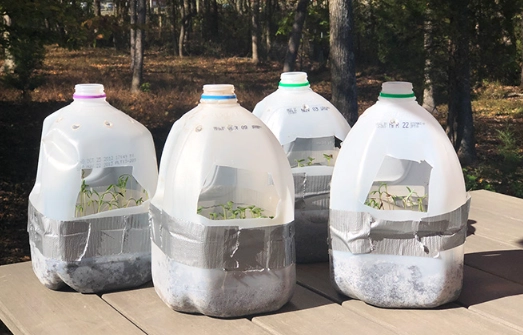 winter sowing method