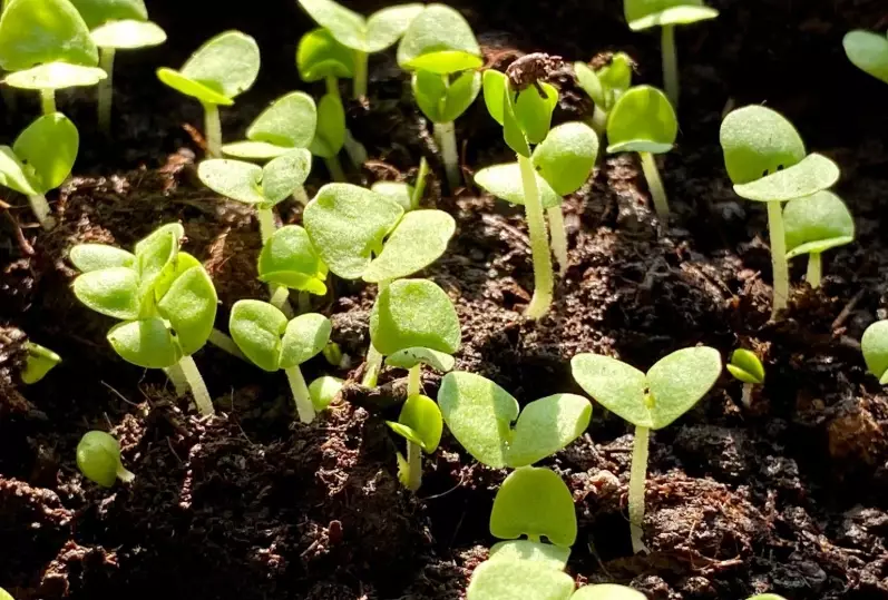 growing basil indoors