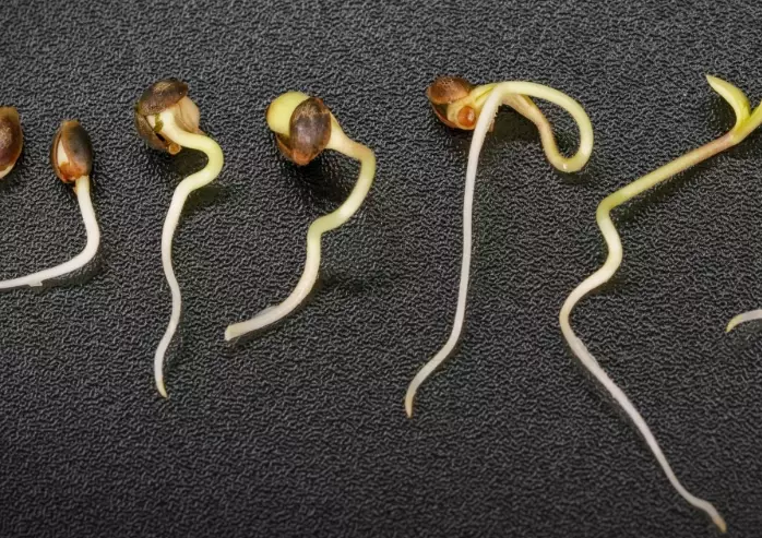 how to germinate seeds how to germinate seeds