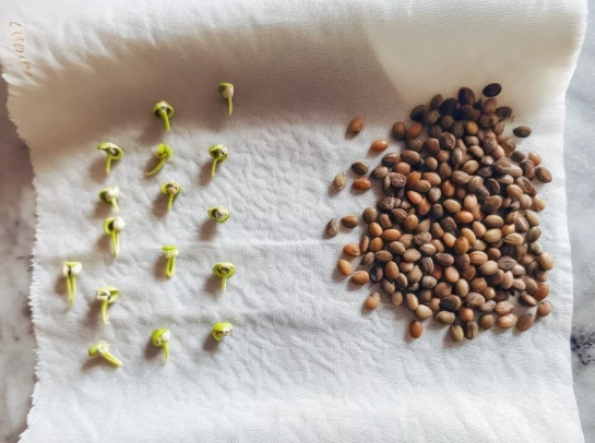 how to germinate seeds how to germinate seeds