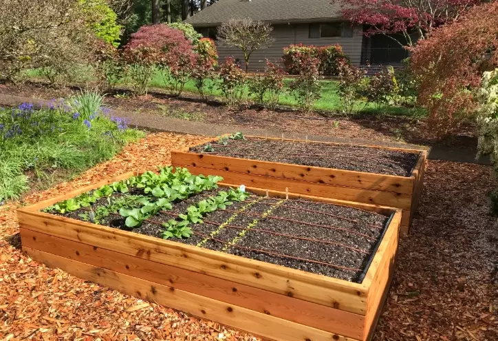 raised garden beds