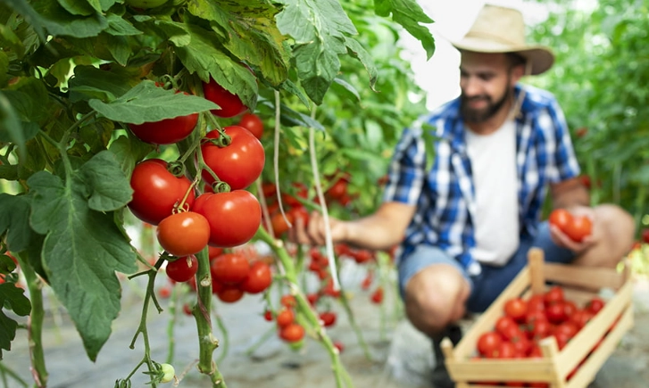 tomatoes when to pick tomatoes when to pick