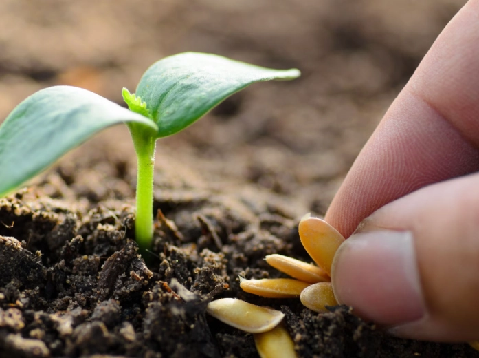 seed germination seed germination