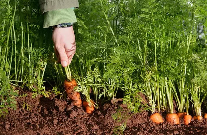growing carrots growing carrots
