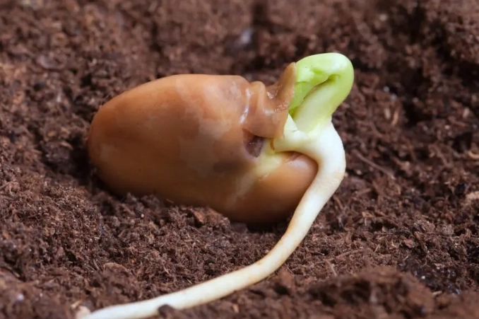 how to germinate seeds how to germinate seeds