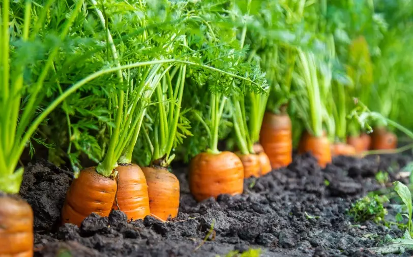 planting carrots planting carrots
