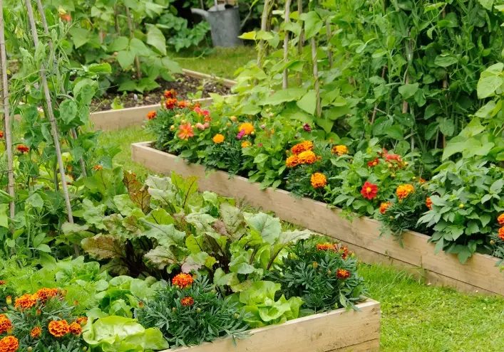 lasagna gardening lasagna gardening