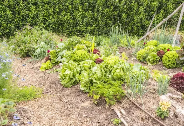 sheet mulching sheet mulching