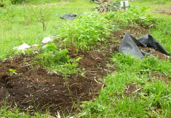 no dig gardening no dig gardening