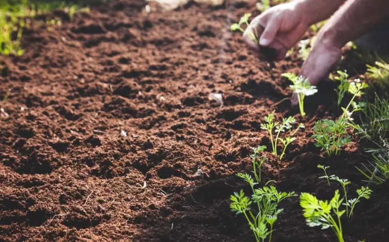 no dig gardening no dig gardening