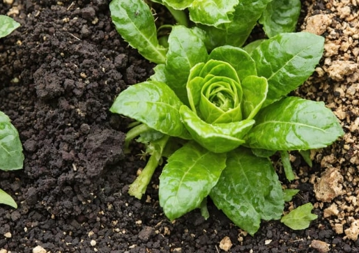 no dig gardening no dig gardening