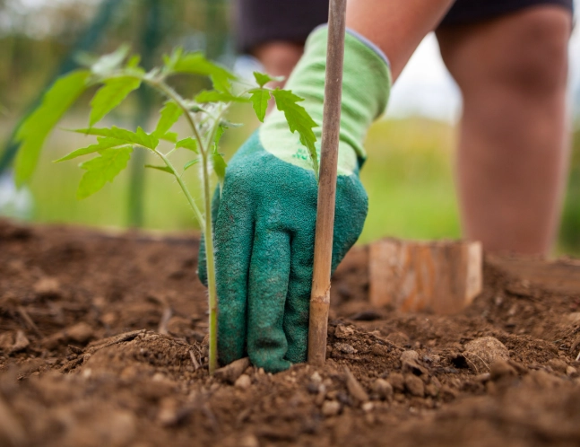 sheet mulching sheet mulching