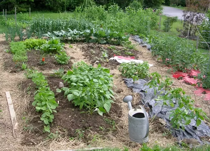 lasagna gardening lasagna gardening