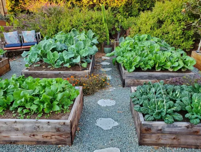 how to start a no-dig garden how to start a no-dig garden