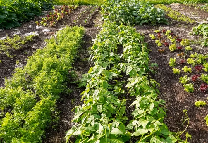 how to start a no-dig garden how to start a no-dig garden