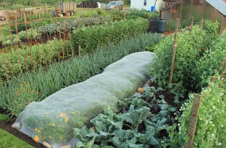 how to start a no-dig garden how to start a no-dig garden