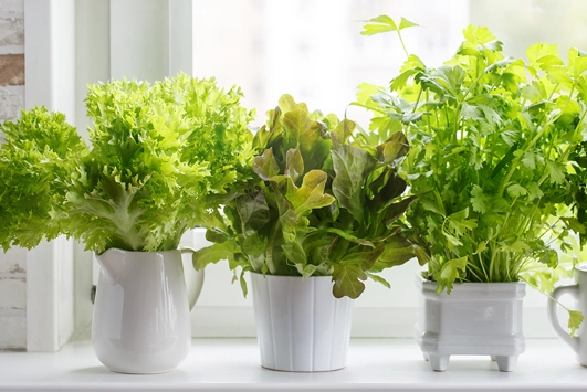 best herbs to grow indoors