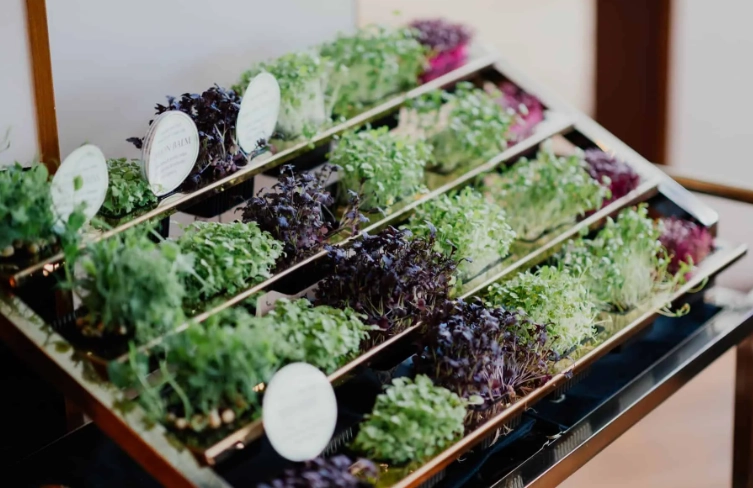 growing herbs indoors